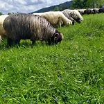 Premium Select Tatry Netflix Hbo Canal Free * Kościelisko