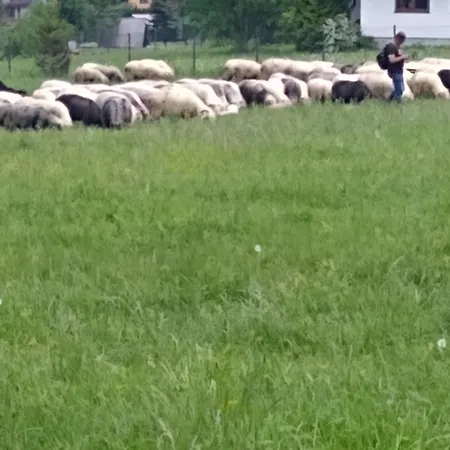 Premium Select Tatry Netflix Hbo Canal Free Kościelisko