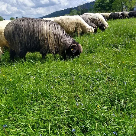 Premium Select Tatry * Kościelisko