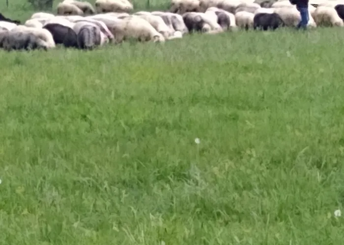 Premium Select Tatry Netflix Hbo Canal Free Kościelisko