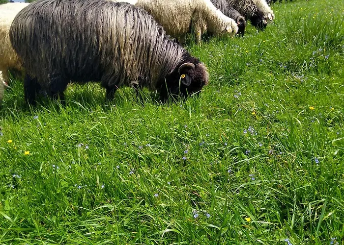 Premium Select Tatry Netflix Hbo Canal Free * Kościelisko